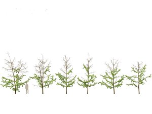 3D Ginkgo Biloba - Maidenhair Tree 17 model