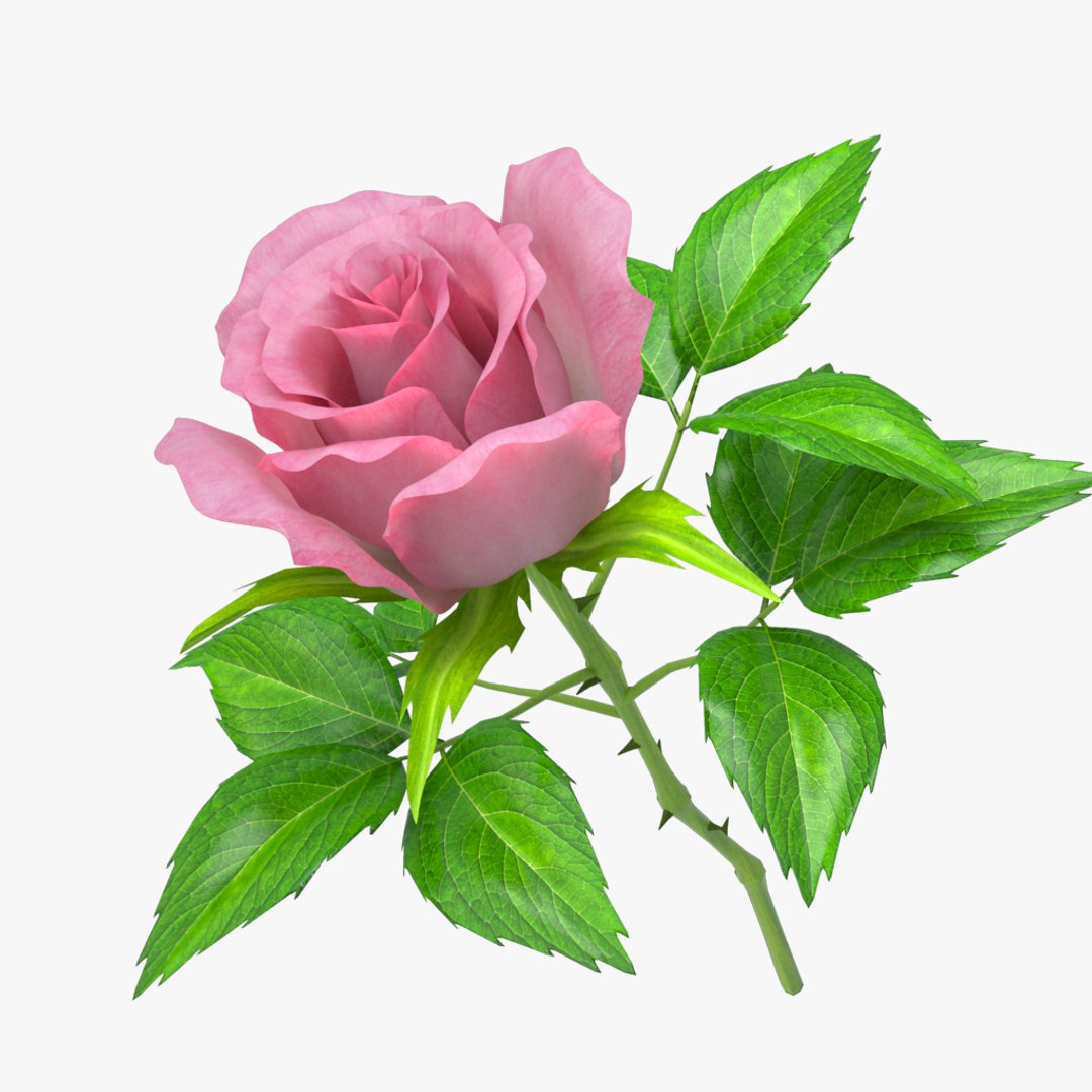3d Rose 5
