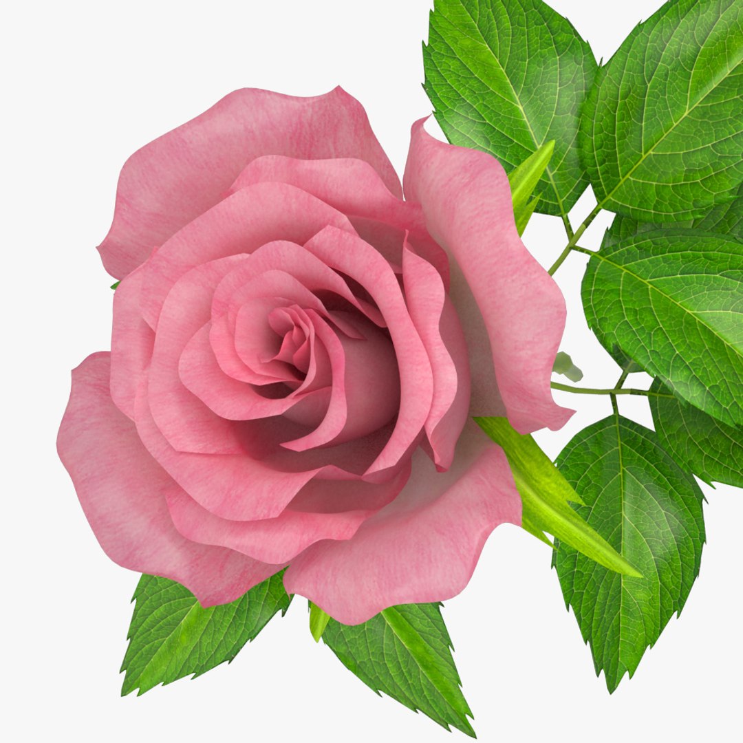 3d Rose 5