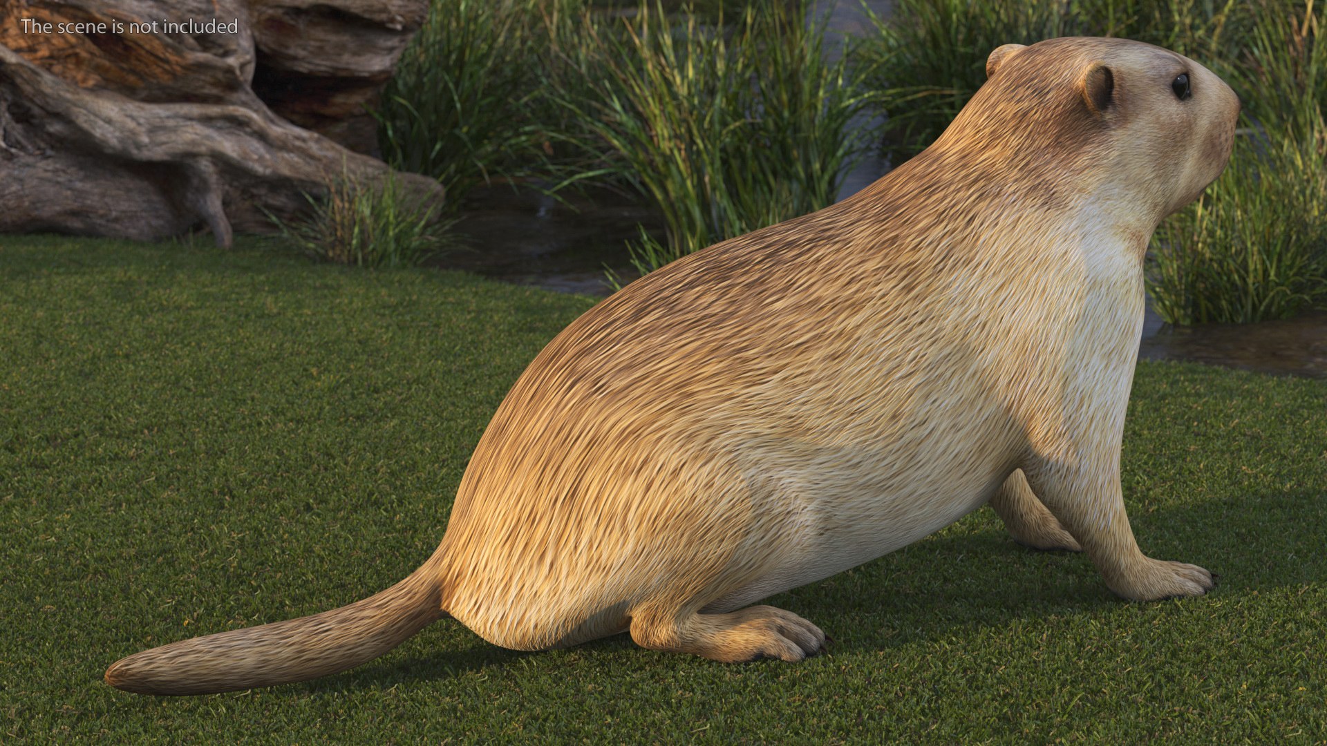 Sitting Ground Squirrel model - TurboSquid 1964222