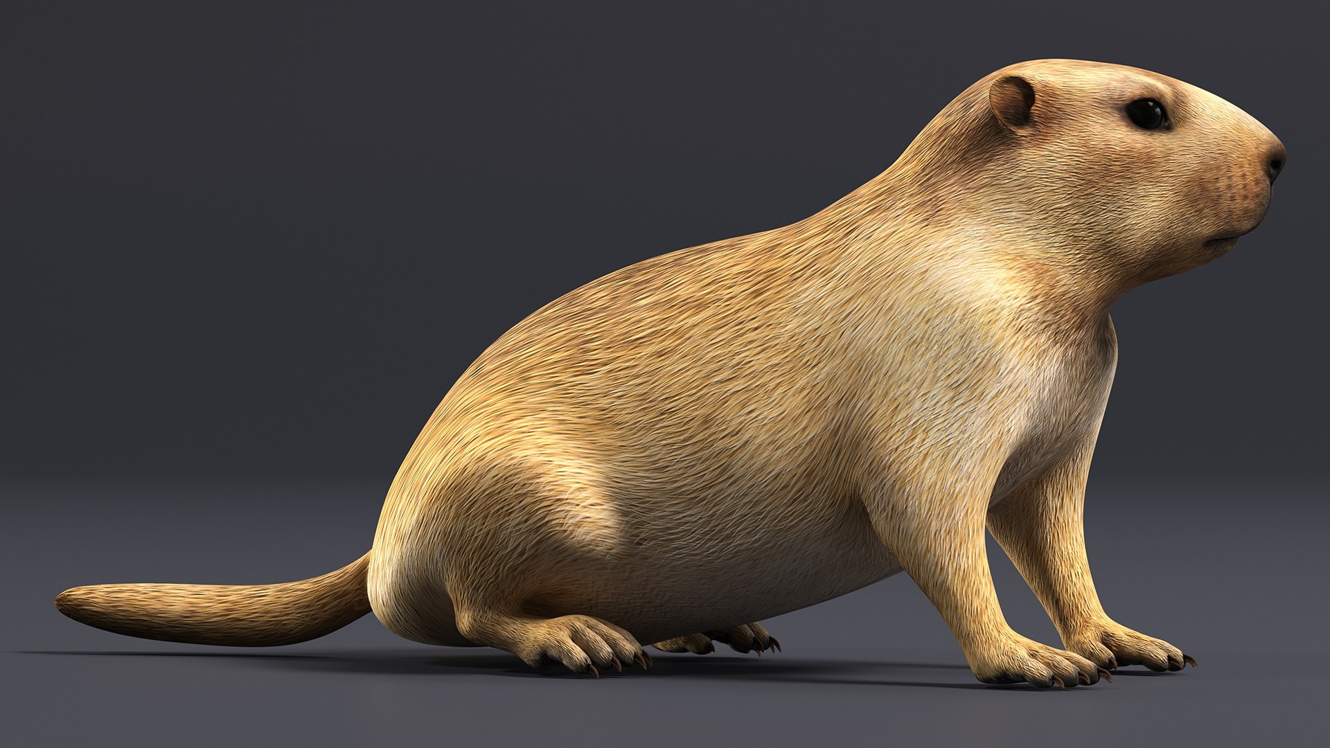 Sitting Ground Squirrel Model - TurboSquid 1964222