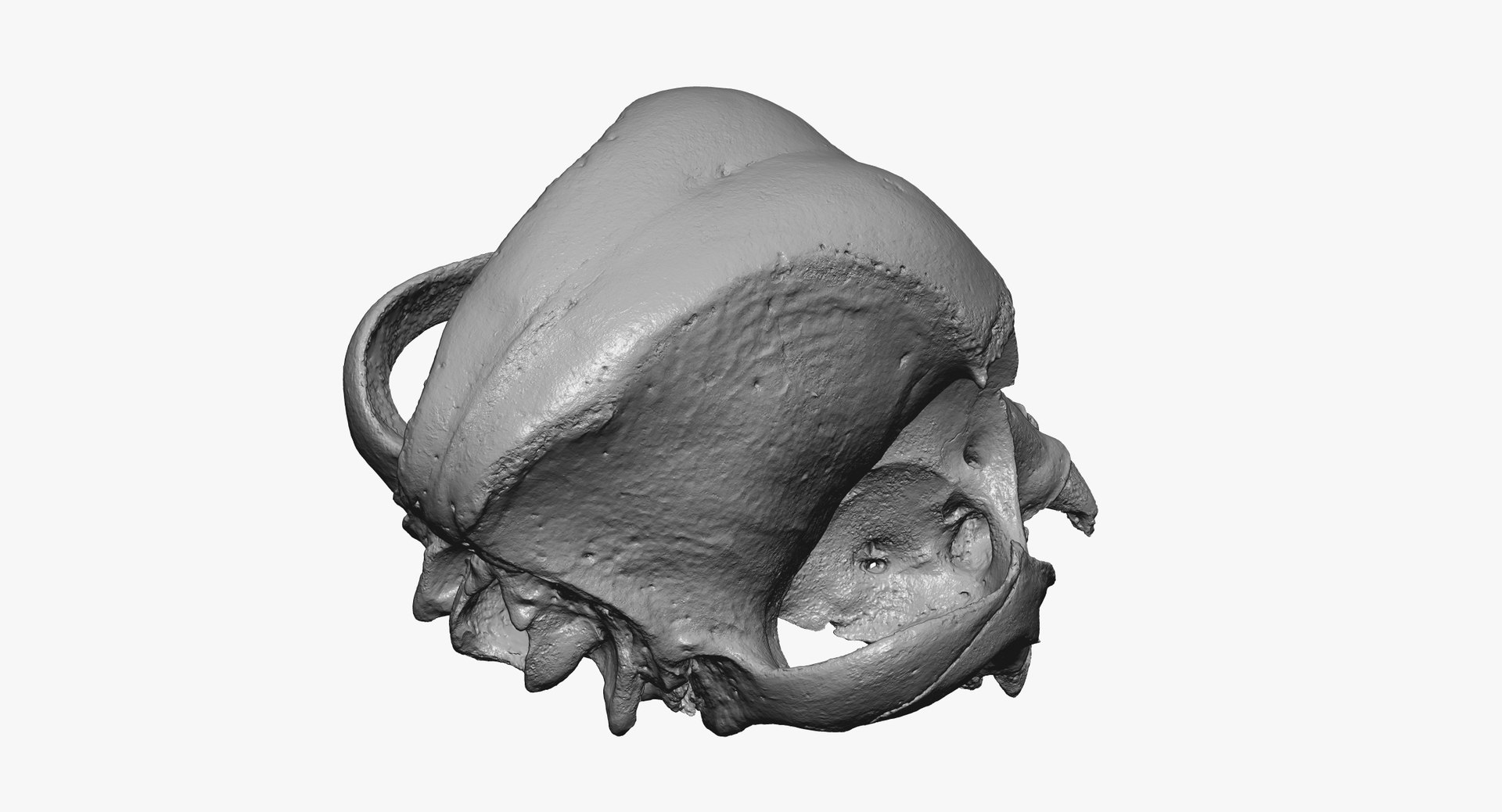 French Bulldog Skull 01 3D Model - TurboSquid 1535532