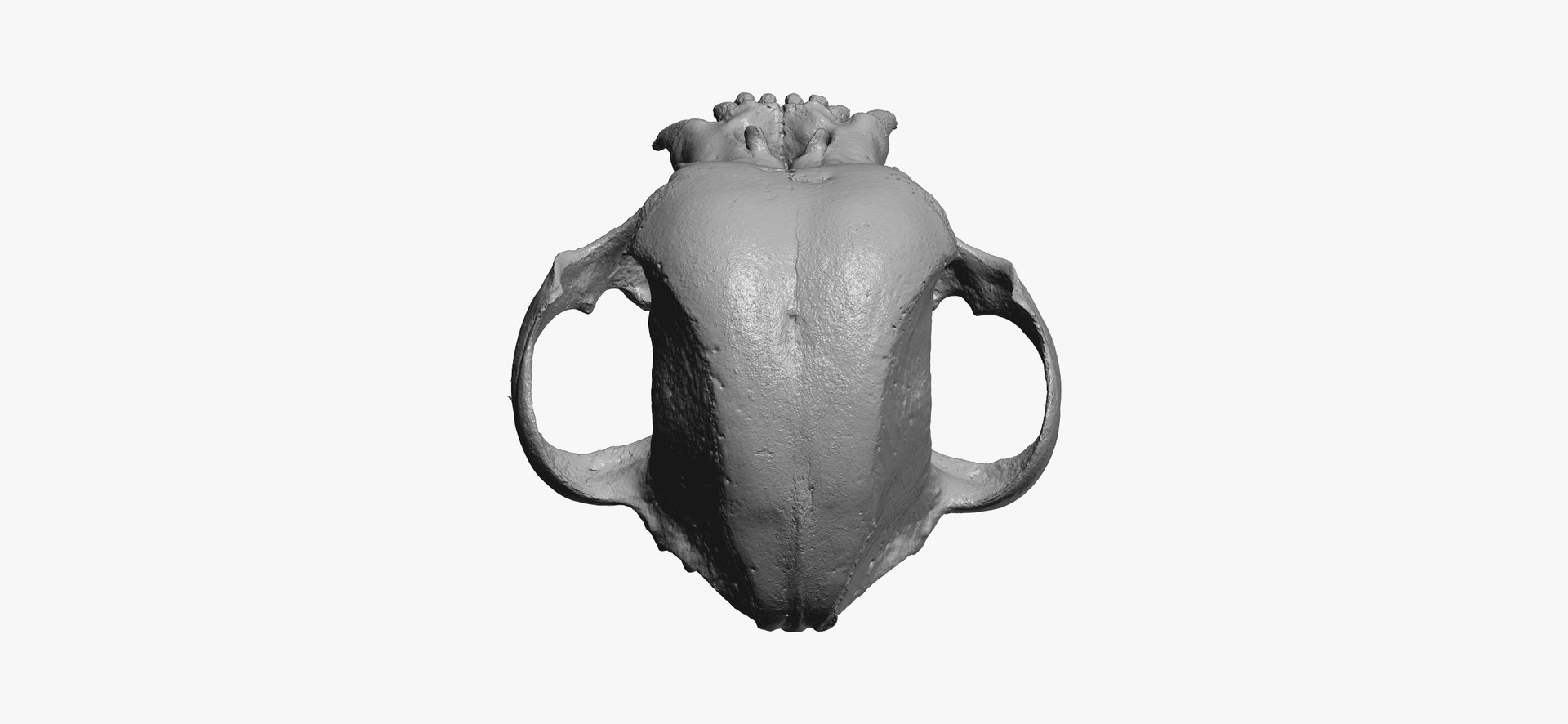 French Bulldog Skull 01 3D Model - TurboSquid 1535532