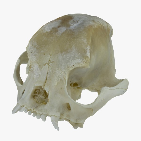 Bulldog skull clearance