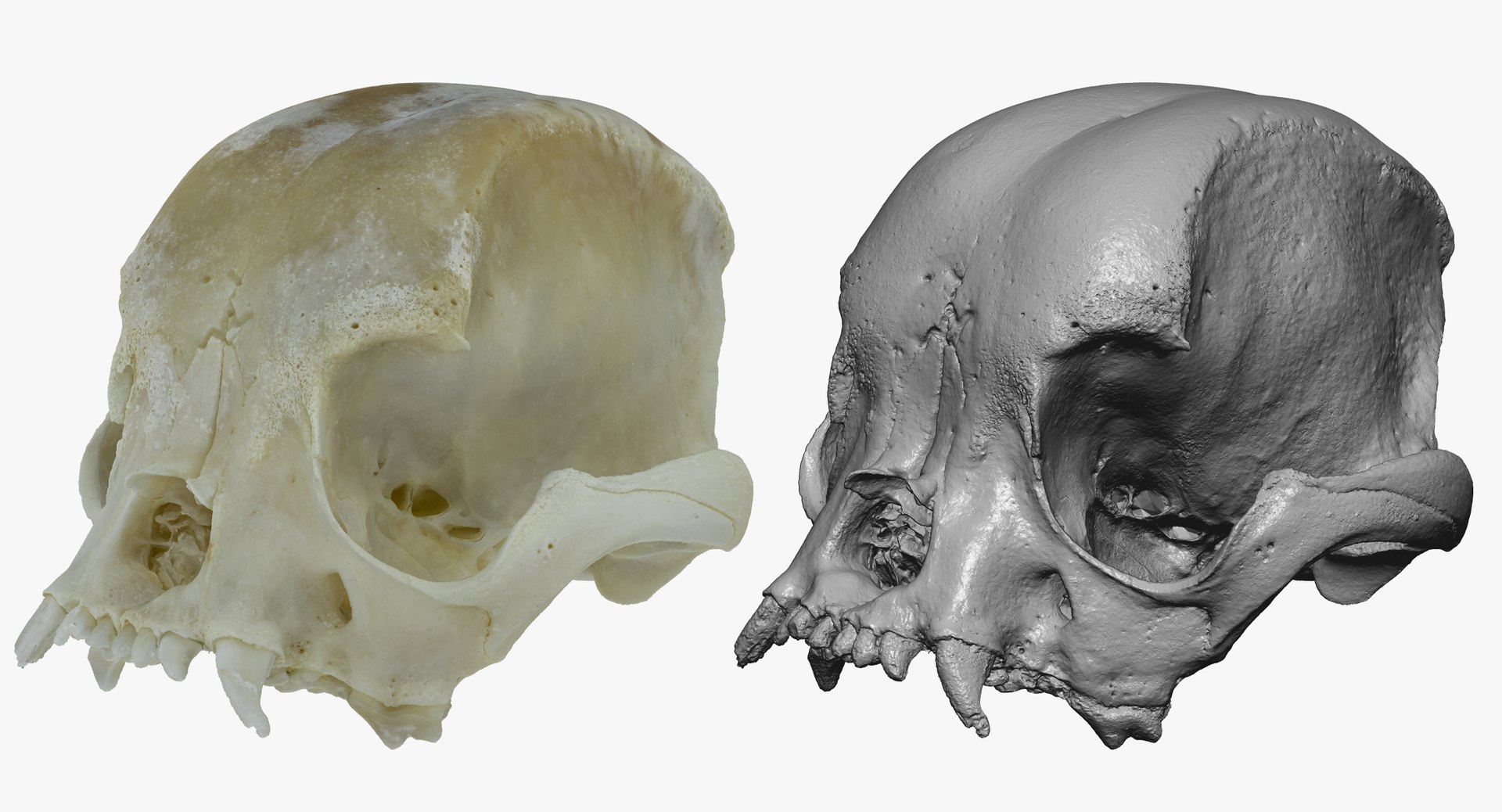 Bulldog skull shop