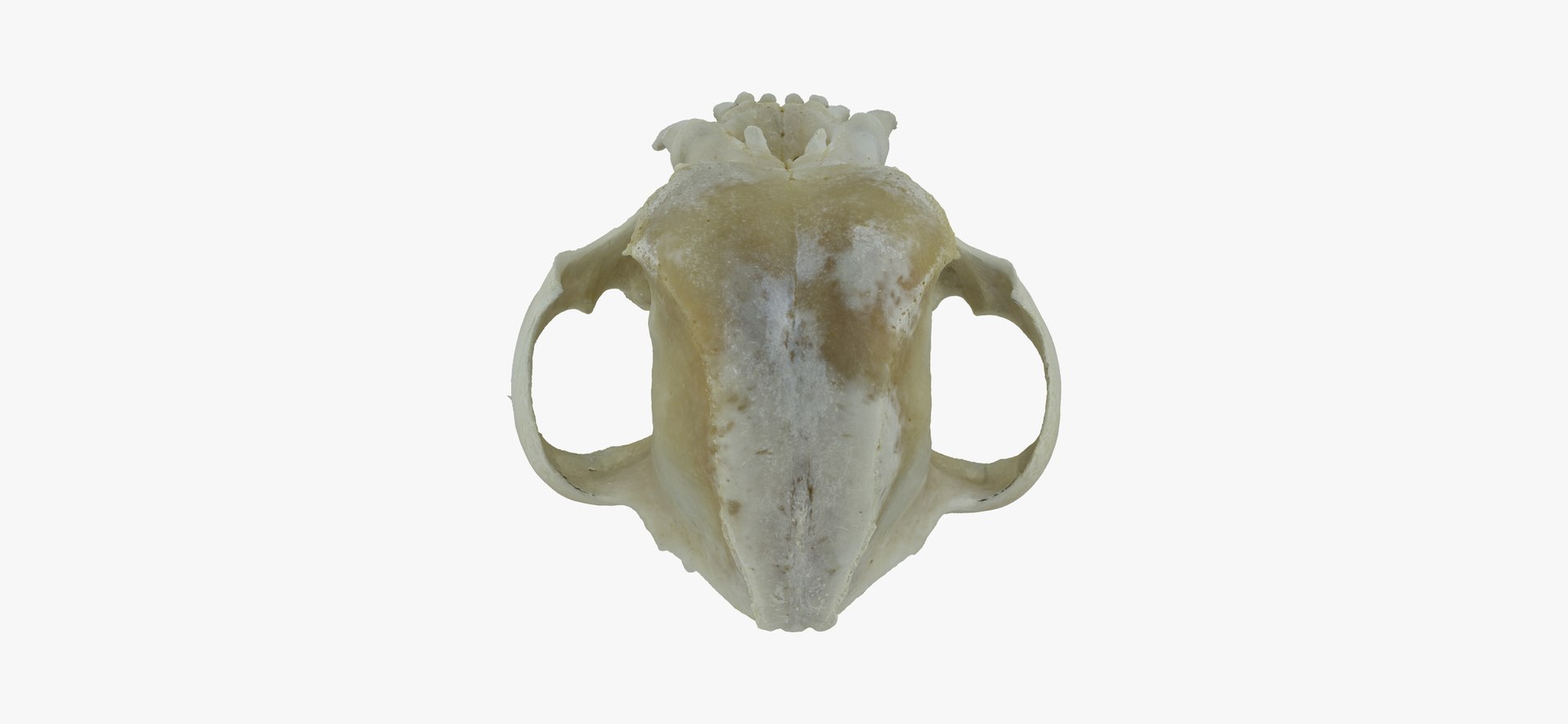 French Bulldog Skull 01 3D Model TurboSquid 1535532
