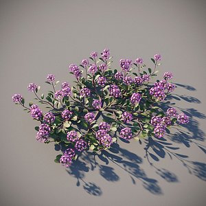 XfrogPlants Desert Sand Verbena - Abronia Villosa 3D