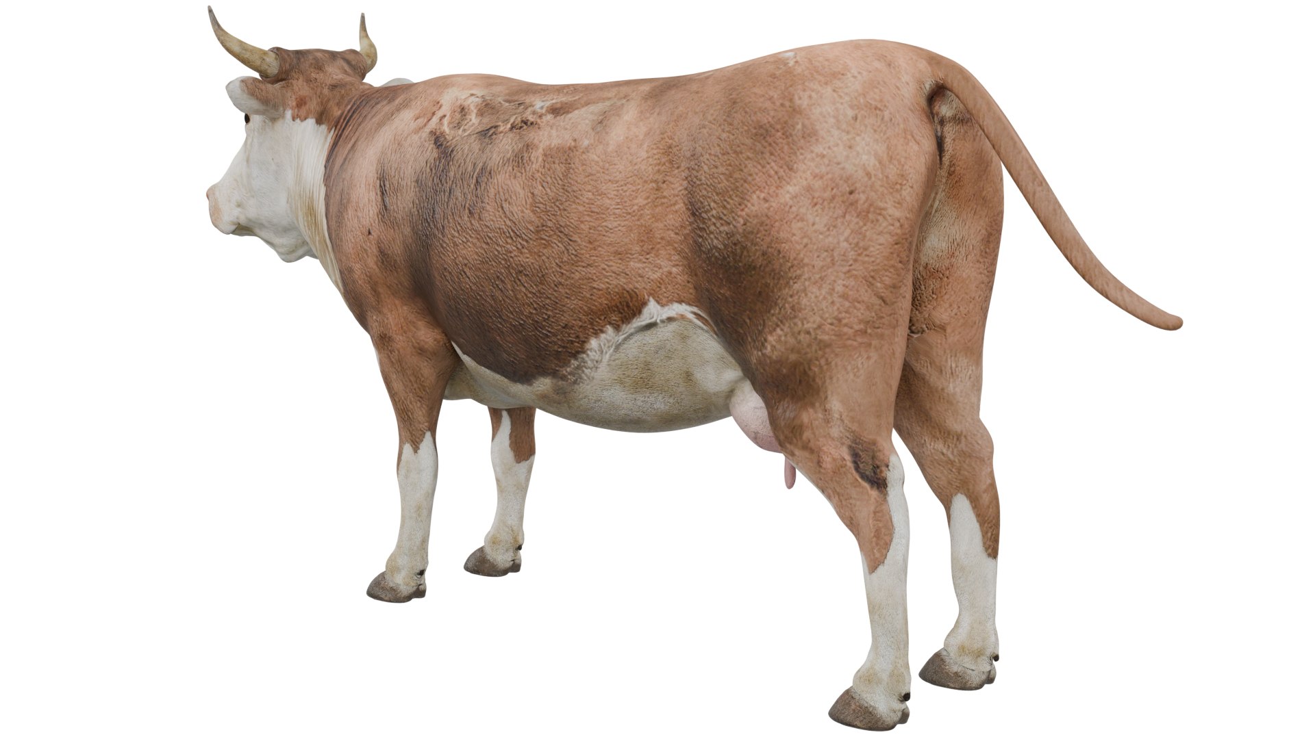Dairy Cow Model - TurboSquid 2388044