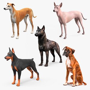 Large Dogs Fur Collection