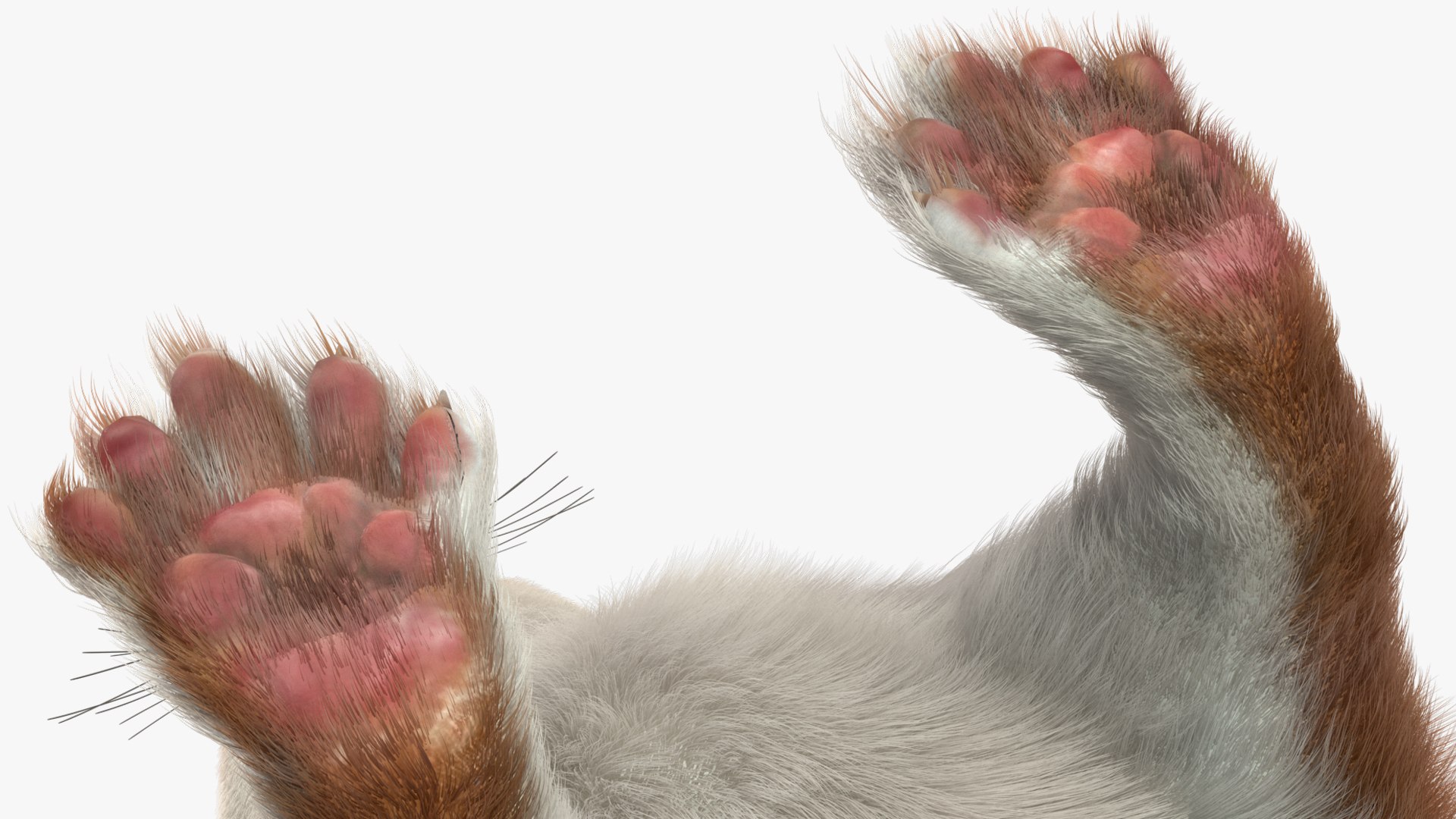 3D Stoat Brown Fur Model - TurboSquid 2208847