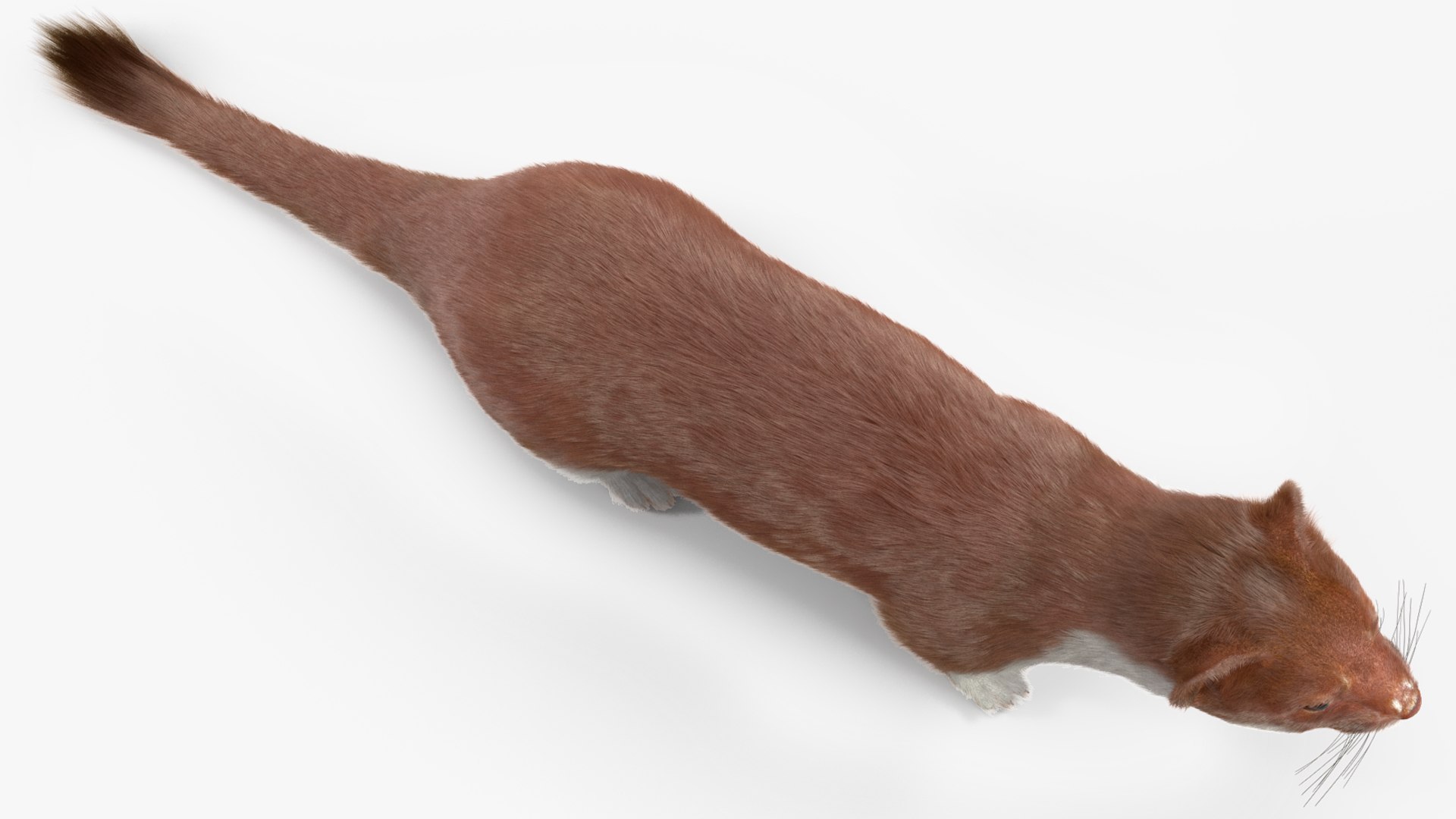 3D Stoat Brown Fur Model - TurboSquid 2208847