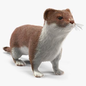 Stoat Brown Fur