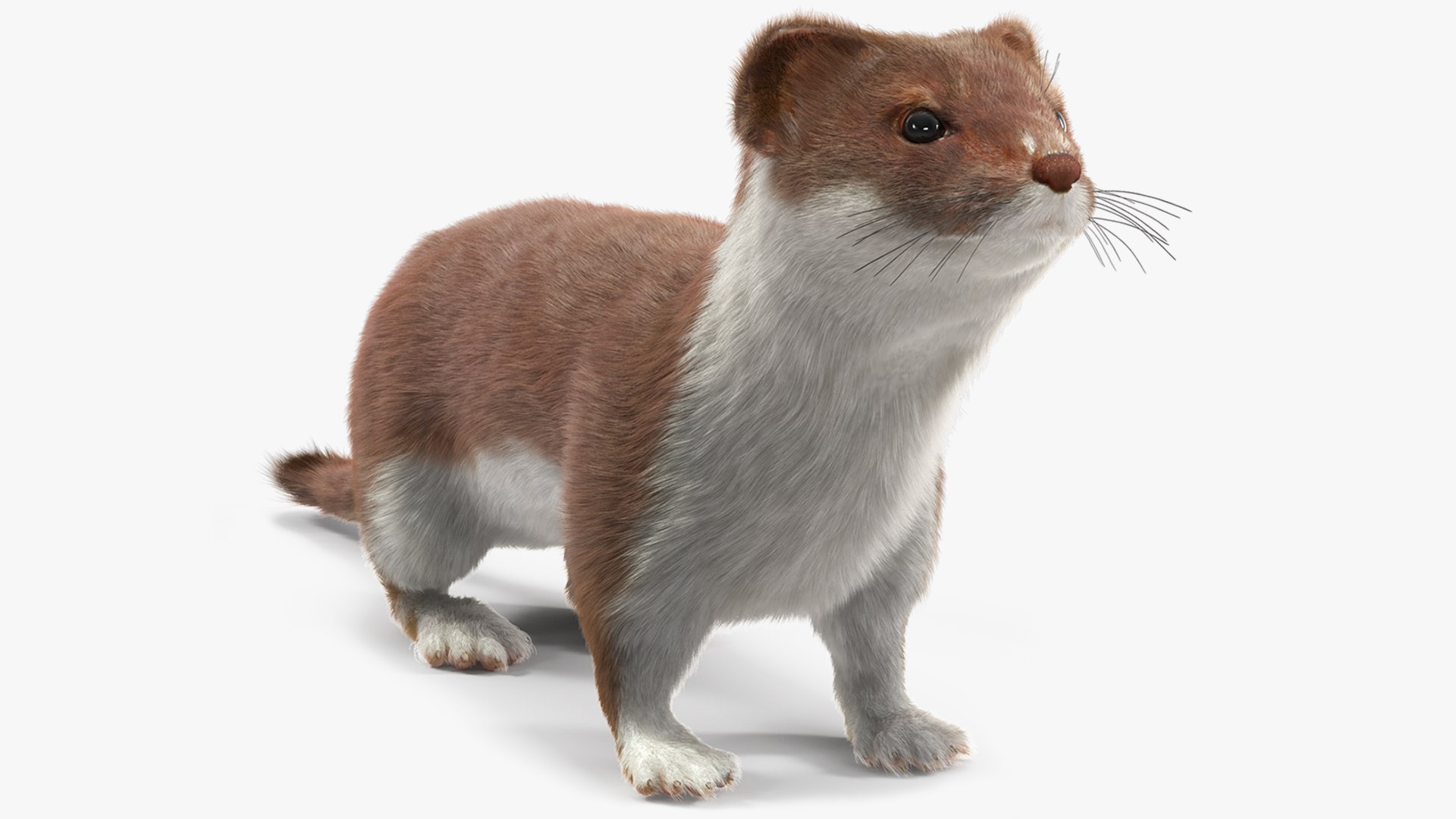 3D Stoat Brown Fur Model - TurboSquid 2208847