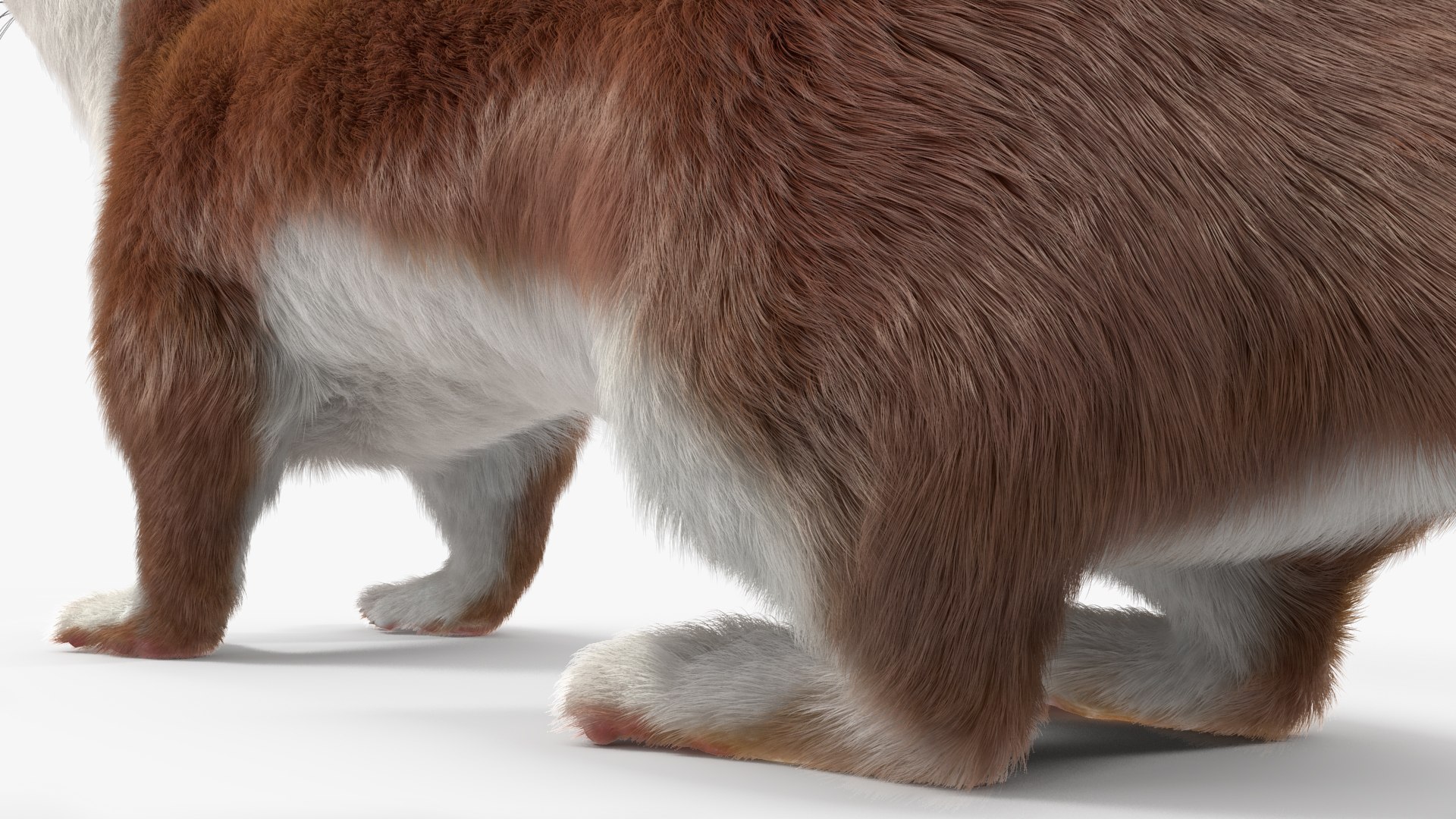 3D Stoat Brown Fur Model - TurboSquid 2208847