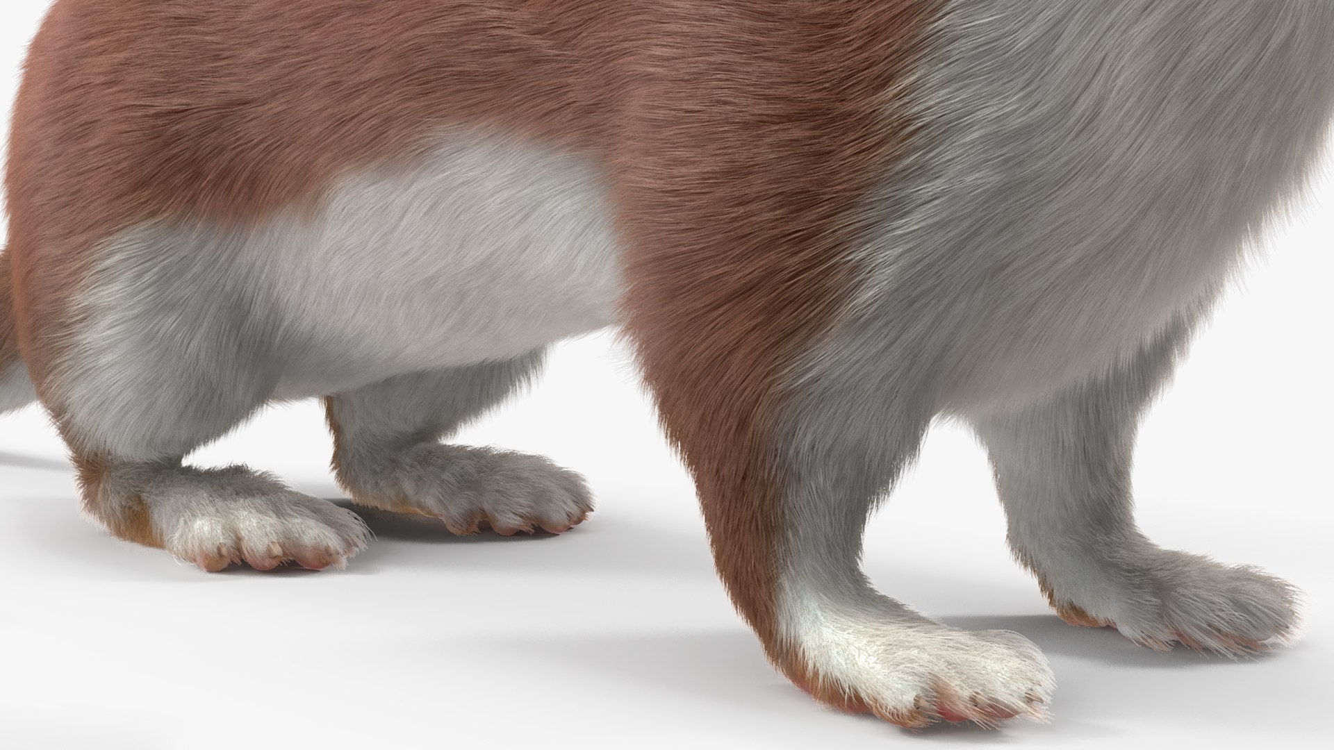3D Stoat Brown Fur Model - TurboSquid 2208847