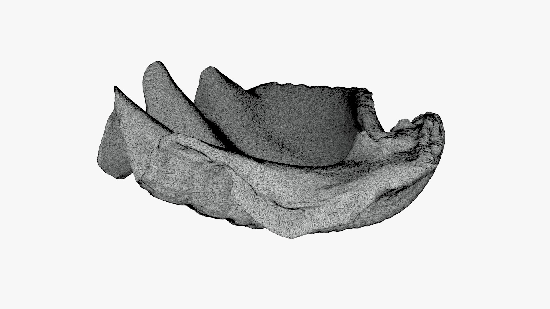 Giant Clam Shell Half 02 For 3D Print 3D Model - TurboSquid 2304973