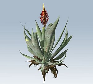 Aloe