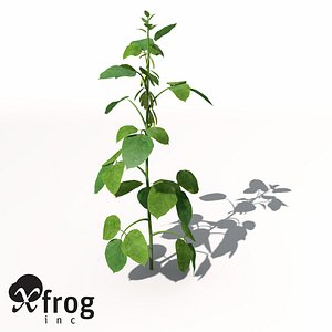 soybean plant 3d model