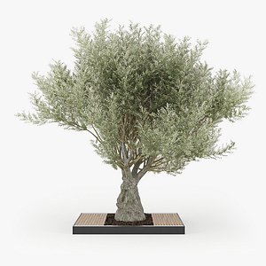 Olea europaea
