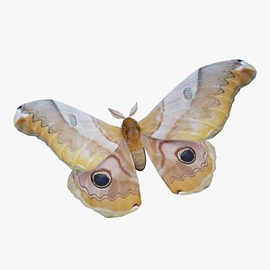 3D model Moth Caligula japonica Dictyoploca japonica