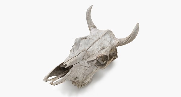 Skull 3D model - TurboSquid 1665156