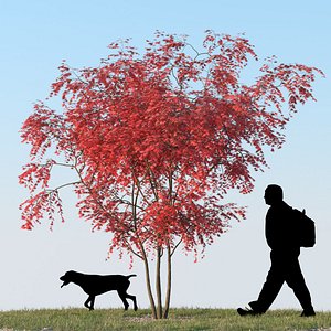 Japanese Maple 03