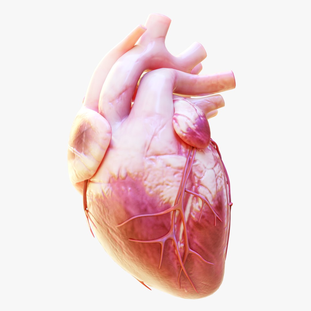 Human Heart Anatomy Animation Model - TurboSquid 2174611