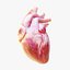 Human Heart Anatomy Animation model