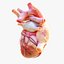 Human Heart Anatomy Animation model