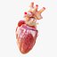 Human Heart Anatomy Animation model
