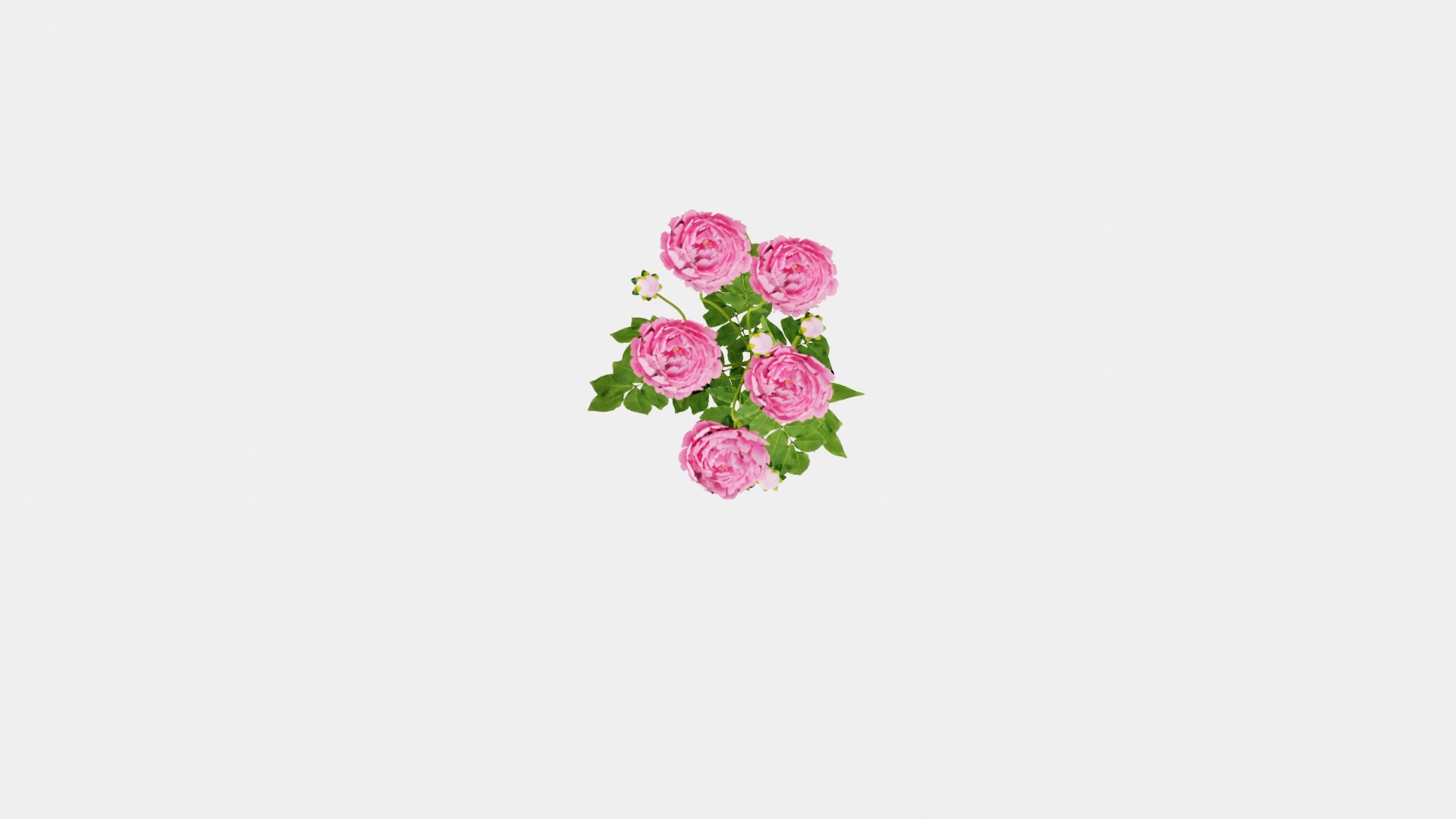 Paeonia lactiflora Sarah Bernhardt Pion or Peon 3D https://p.turbosquid.com/ts-thumb/i3/jmL8hI/4R/preview__top/jpg/1719813427/1920x1080/fit_q87/69c40214f95aeddccd1b2b3c78a7b358ed2f90f6/preview__top.jpg