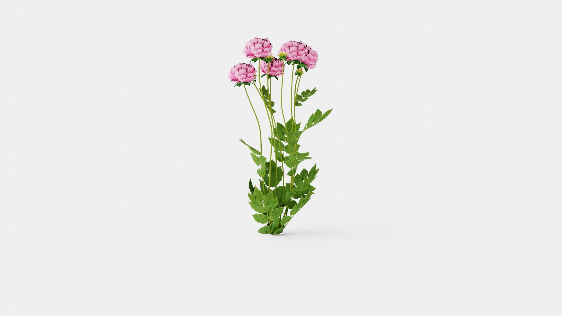 Paeonia lactiflora Sarah Bernhardt Pion or Peon 3D https://p.turbosquid.com/ts-thumb/i3/jmL8hI/UD/preview_3/jpg/1719813420/1920x1080/fit_q87/3ba127a0cd6b0d03699d1b8837dfed64f9eaa498/preview_3.jpg
