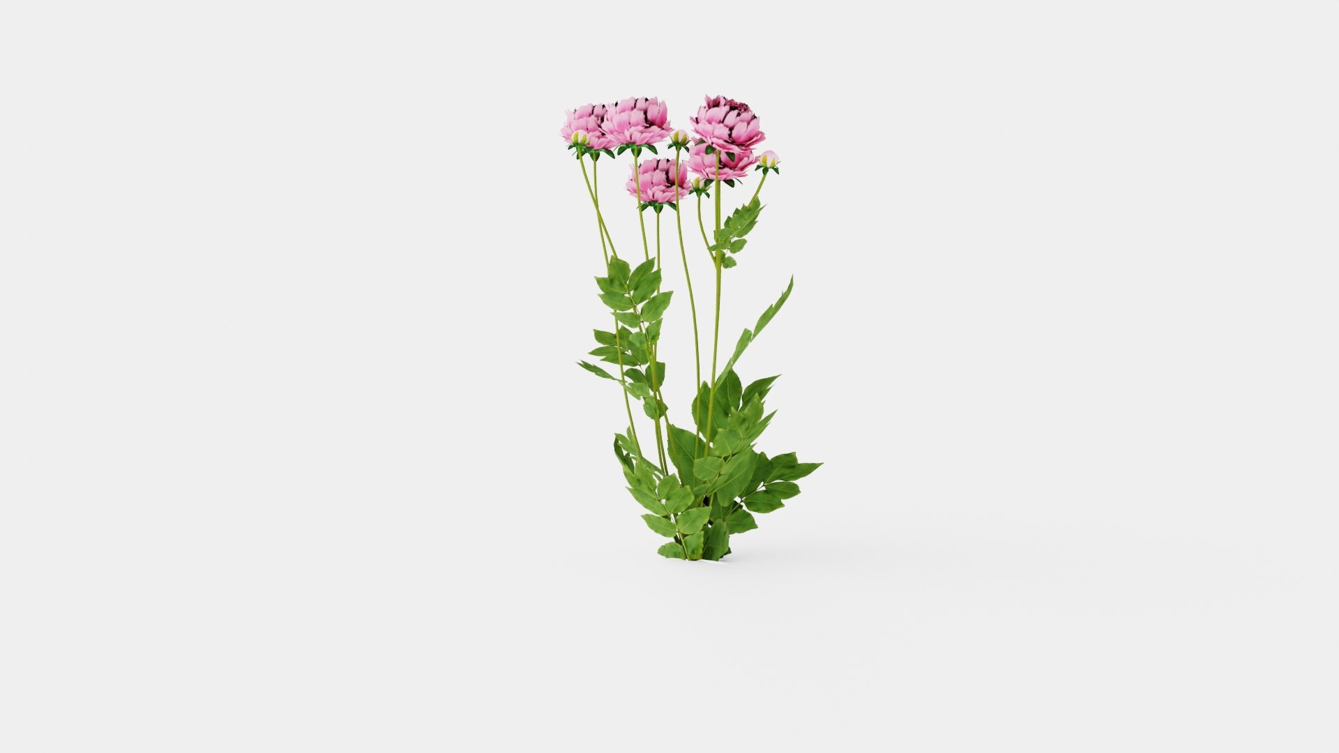 Paeonia lactiflora Sarah Bernhardt Pion or Peon 3D https://p.turbosquid.com/ts-thumb/i3/jmL8hI/WQ/preview_1/jpg/1719813412/1920x1080/fit_q87/8e43af4581f46a69123a2d49af24536d0fabeb80/preview_1.jpg