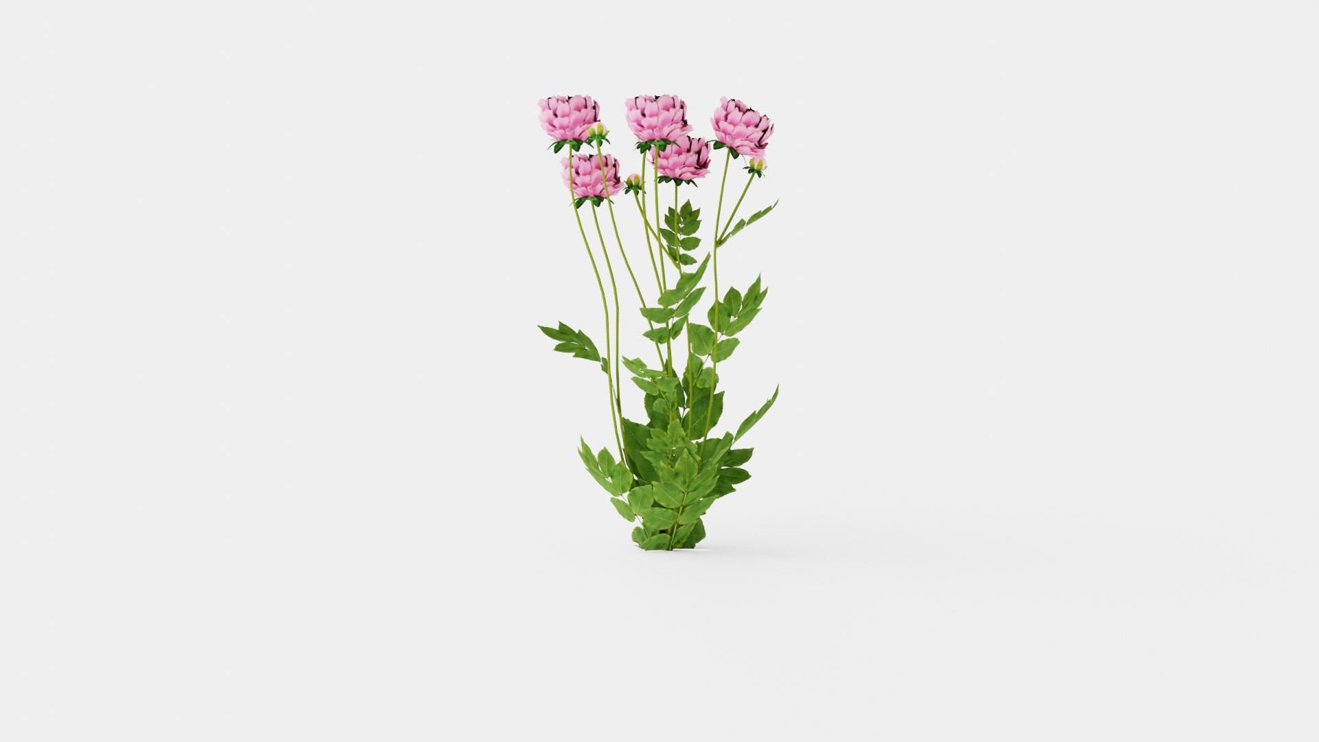 Paeonia lactiflora Sarah Bernhardt Pion or Peon 3D https://p.turbosquid.com/ts-thumb/i3/jmL8hI/me/preview_2/jpg/1719813416/1920x1080/fit_q87/46a698daf5d9f786c9706fe0c04b1bc8c96024a7/preview_2.jpg