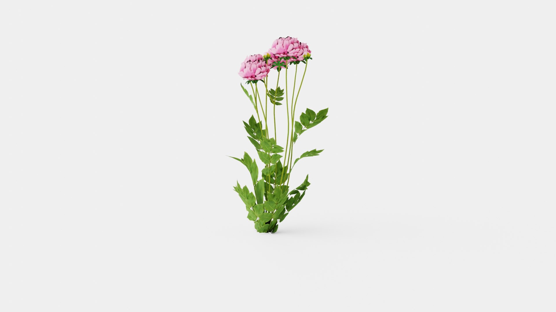 Paeonia lactiflora Sarah Bernhardt Pion or Peon 3D https://p.turbosquid.com/ts-thumb/i3/jmL8hI/py/preview_4/jpg/1719813423/1920x1080/fit_q87/c43a5ee5624d19724ca3c13ebf19ae002a1da553/preview_4.jpg