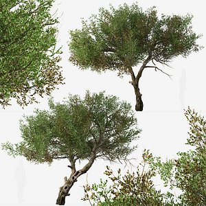 3D Set of Mountain Mahogany or Cercocarpus Tree