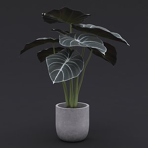 3D Alocasia Black Velvet I