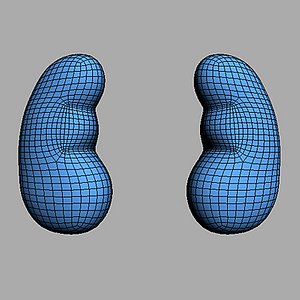 3ds bare kidney