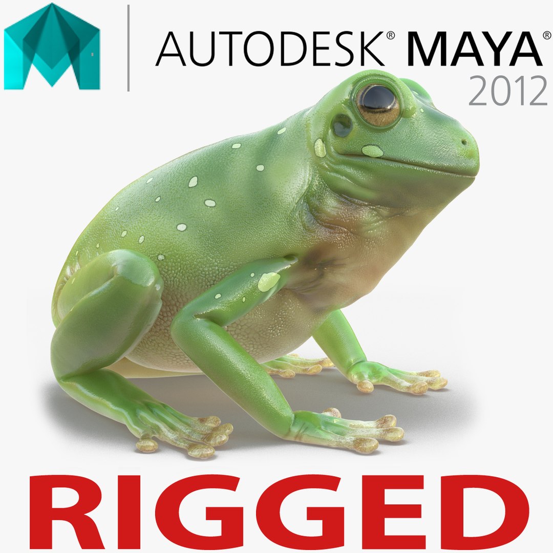 Australian Green Tree Frog Rigged for Maya 3D Model 3D model preview