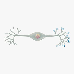 Bipolar Neuron Structure model