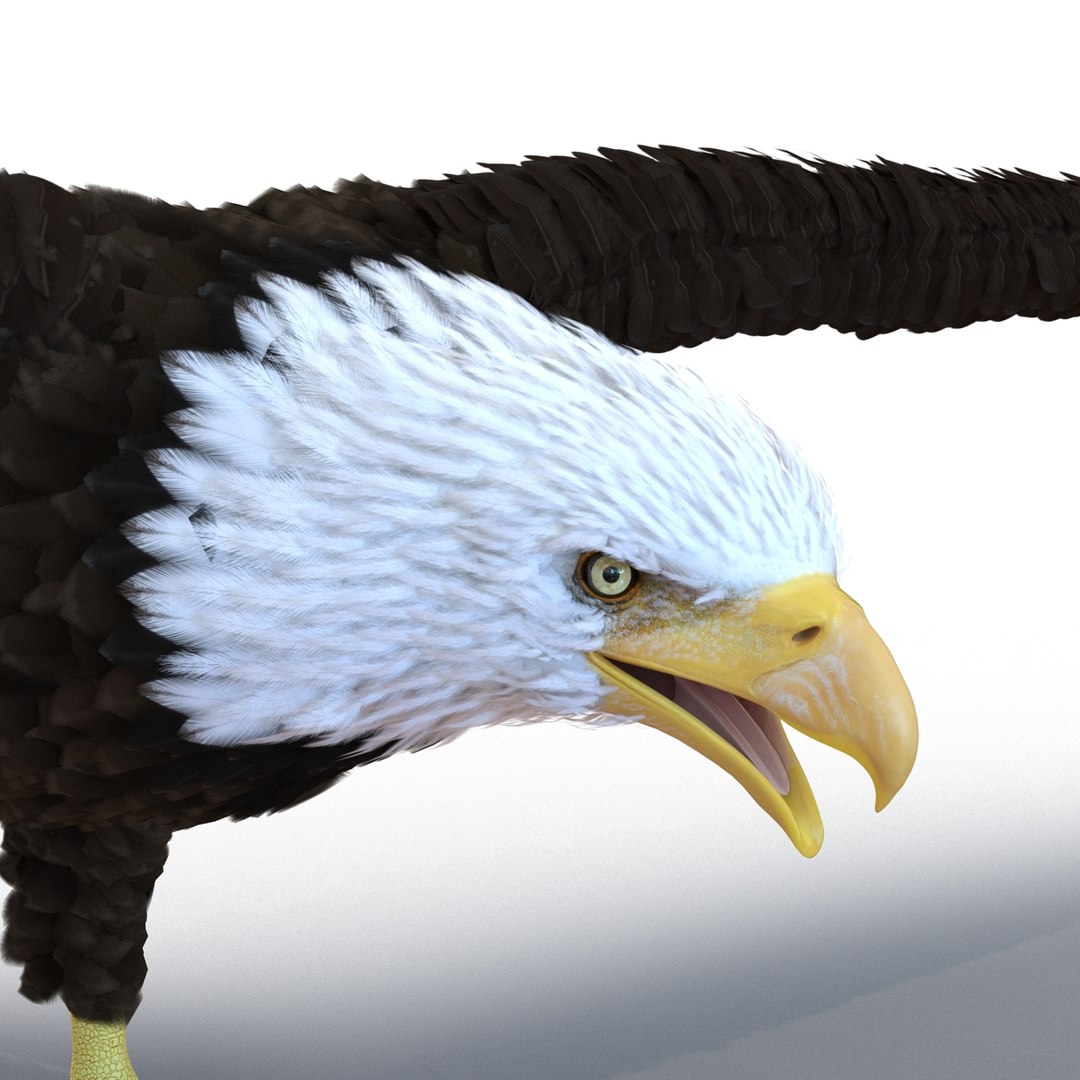 max bald eagle https://p.turbosquid.com/ts-thumb/i4/1sxuA9/7iA8OkrW/baldeagle3dmodel14/jpg/1446811465/1920x1080/fit_q87/9ca416defc3efafd0ca27d870acb518c7c0628a0/baldeagle3dmodel14.jpg