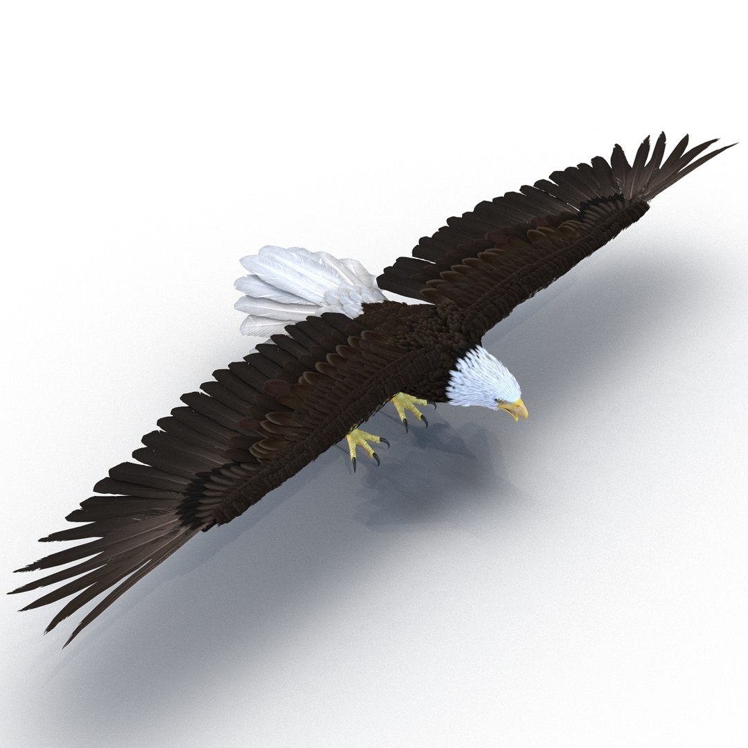 max bald eagle https://p.turbosquid.com/ts-thumb/i4/1sxuA9/AYEReqJD/baldeagle3dmodel03/jpg/1446811464/1920x1080/fit_q87/8cfd9d1626e24fbae4ea00d8e1d0a2f9bdd1bd5f/baldeagle3dmodel03.jpg