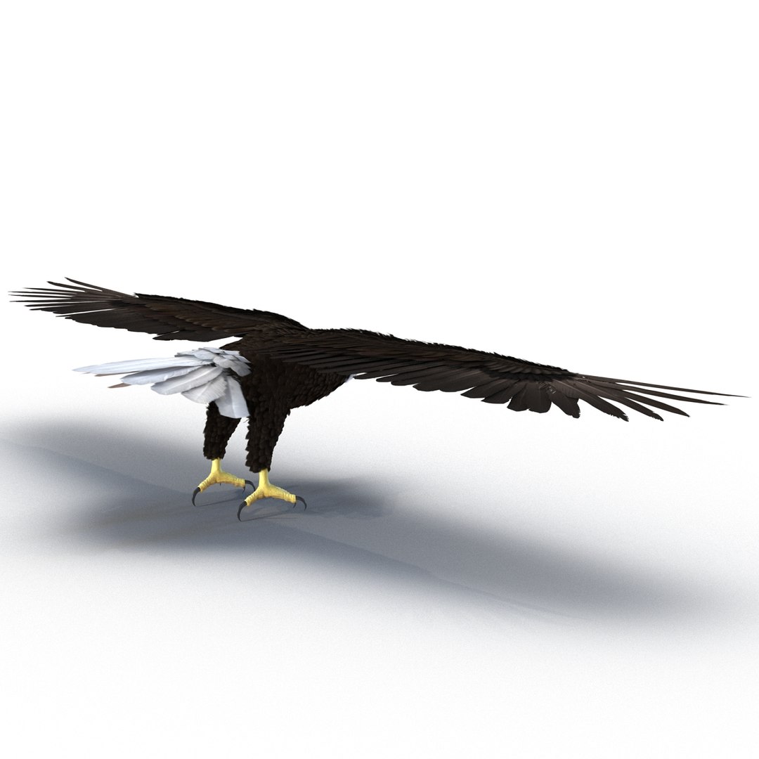 max bald eagle https://p.turbosquid.com/ts-thumb/i4/1sxuA9/GCsMW2Aq/baldeagle3dmodel05/jpg/1446811464/1920x1080/fit_q87/7a40b3a015a9b3c3423602ed4a060f957374af17/baldeagle3dmodel05.jpg
