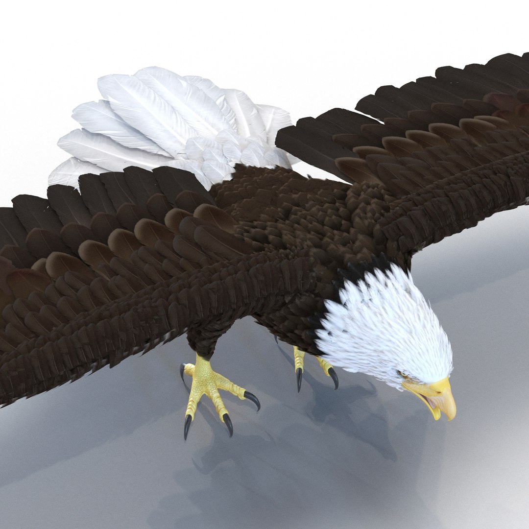 max bald eagle https://p.turbosquid.com/ts-thumb/i4/1sxuA9/KCr13IJZ/baldeagle3dmodel10/jpg/1446811465/1920x1080/fit_q87/5d500c9023280f96cda6f02b2cac9c2bf1b7e7e0/baldeagle3dmodel10.jpg