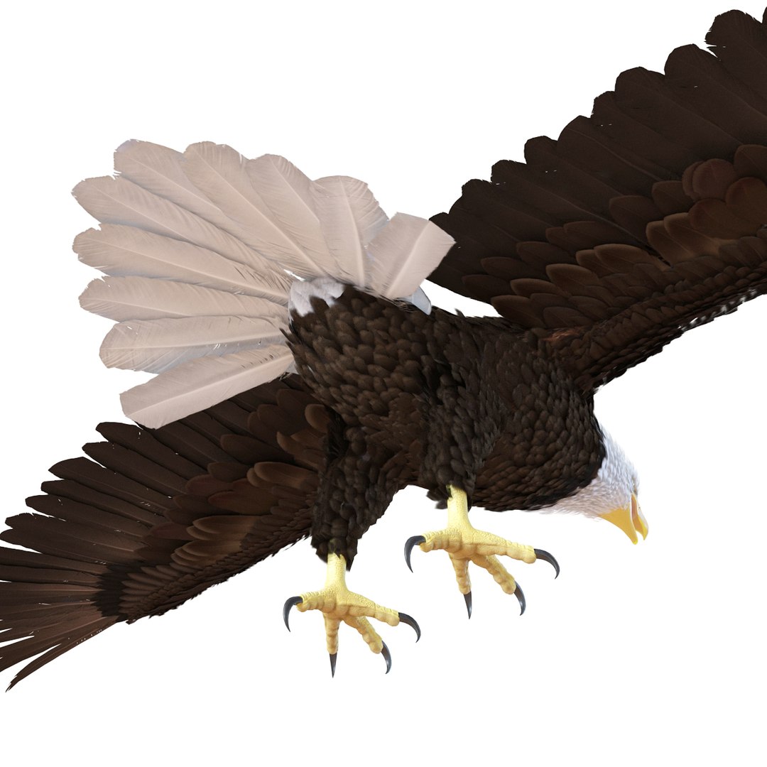 max bald eagle https://p.turbosquid.com/ts-thumb/i4/1sxuA9/Or8e6TTd/baldeagle3dmodel12/jpg/1446811465/1920x1080/fit_q87/639c85bdce40795080a1dba1d70595c2af1acb5d/baldeagle3dmodel12.jpg