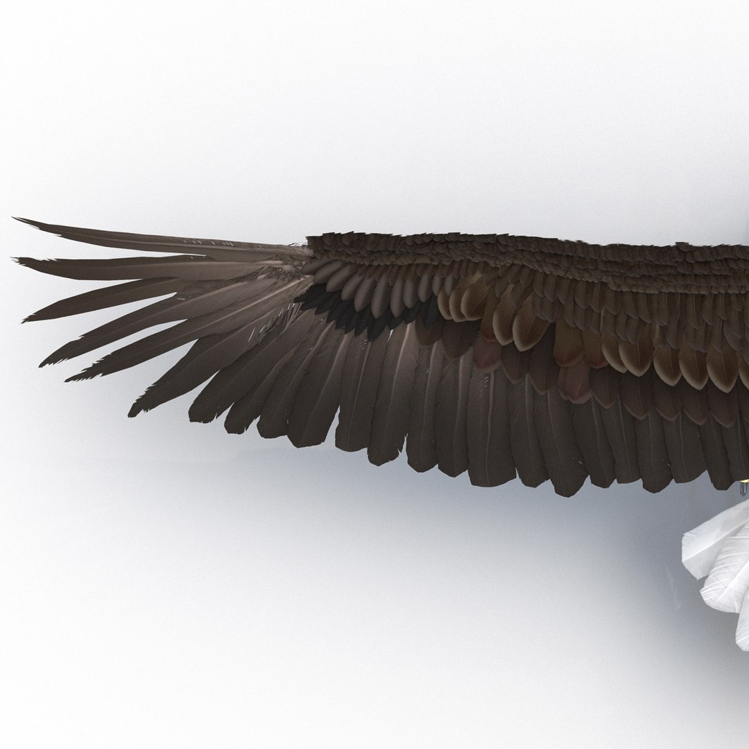 max bald eagle https://p.turbosquid.com/ts-thumb/i4/1sxuA9/UeagmQ5M/baldeagle3dmodel19/jpg/1446811466/1920x1080/fit_q87/89c6e5a9f29ce84f9079f233ad974ca0a1f32228/baldeagle3dmodel19.jpg