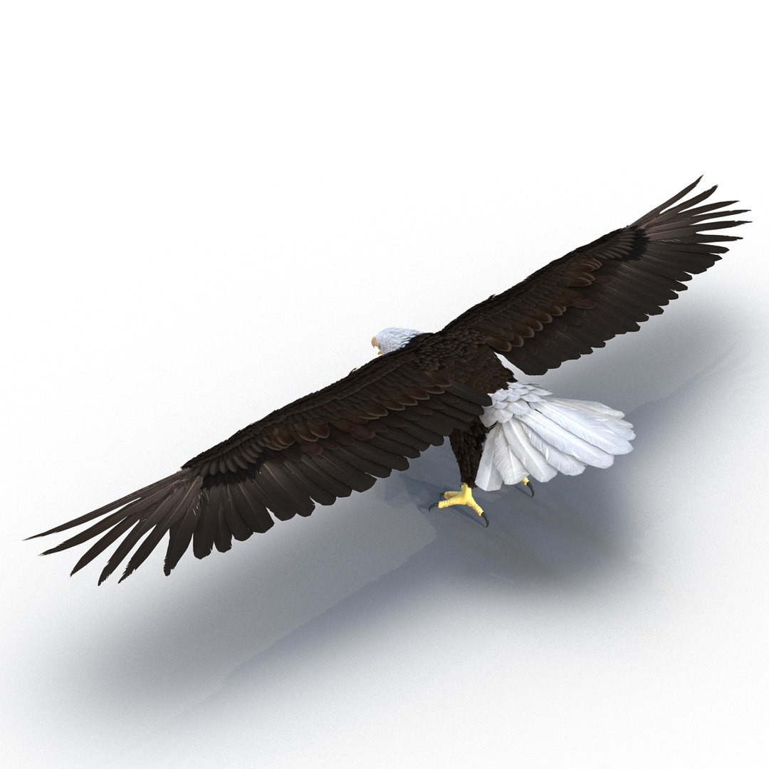 max bald eagle https://p.turbosquid.com/ts-thumb/i4/1sxuA9/WhoQ2hGe/baldeagle3dmodel04/jpg/1446811464/1920x1080/fit_q87/9a67cbbf3caef93261a8a844d224ede7b16cc416/baldeagle3dmodel04.jpg