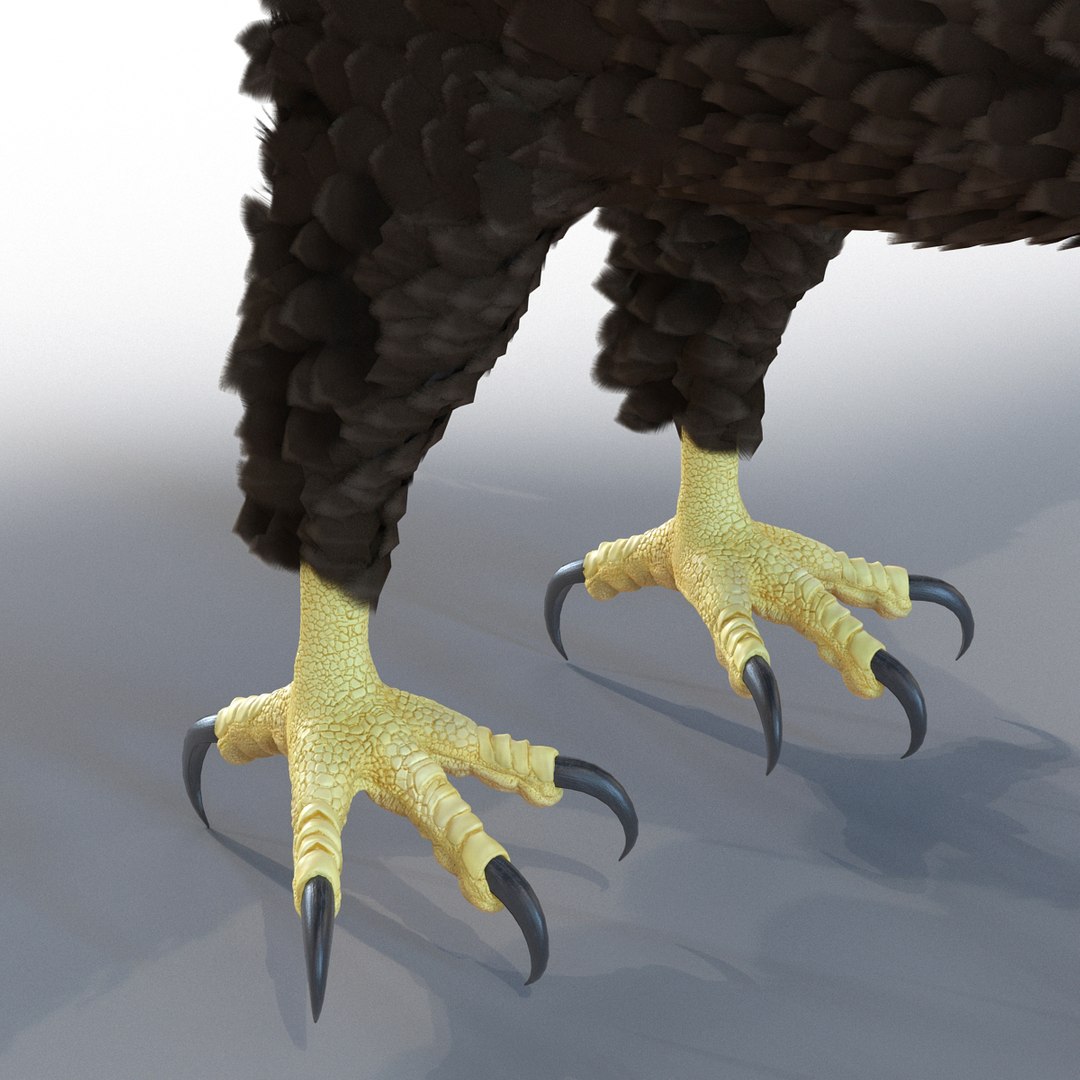 max bald eagle https://p.turbosquid.com/ts-thumb/i4/1sxuA9/Y62ZYEef/baldeagle3dmodel15/jpg/1446811465/1920x1080/fit_q87/2fcf53f6364c08400e69943affd1a814299eae77/baldeagle3dmodel15.jpg