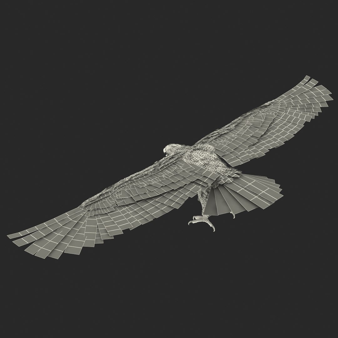 max bald eagle https://p.turbosquid.com/ts-thumb/i4/1sxuA9/YqAankgD/baldeagle3dmodel27/jpg/1446811466/1920x1080/fit_q87/403afdf9bbd89082ad1241350085d082eef74061/baldeagle3dmodel27.jpg