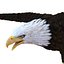 Águila calva